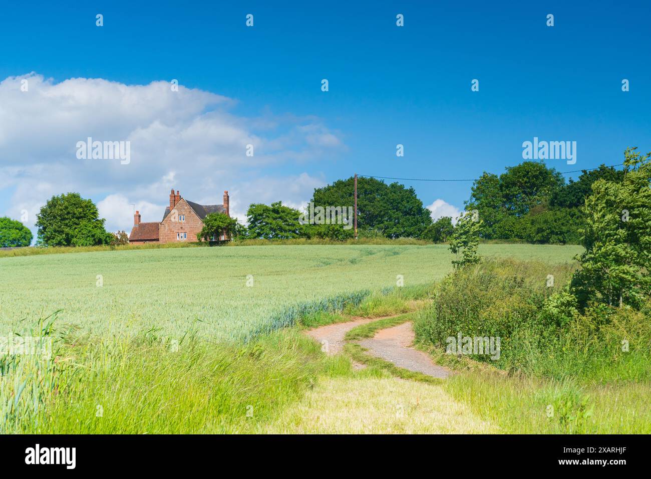 Grano verde che cresce in un campo con alberi e un vialetto che porta ad una fattoria in lontananza, nella campagna inglese Foto Stock