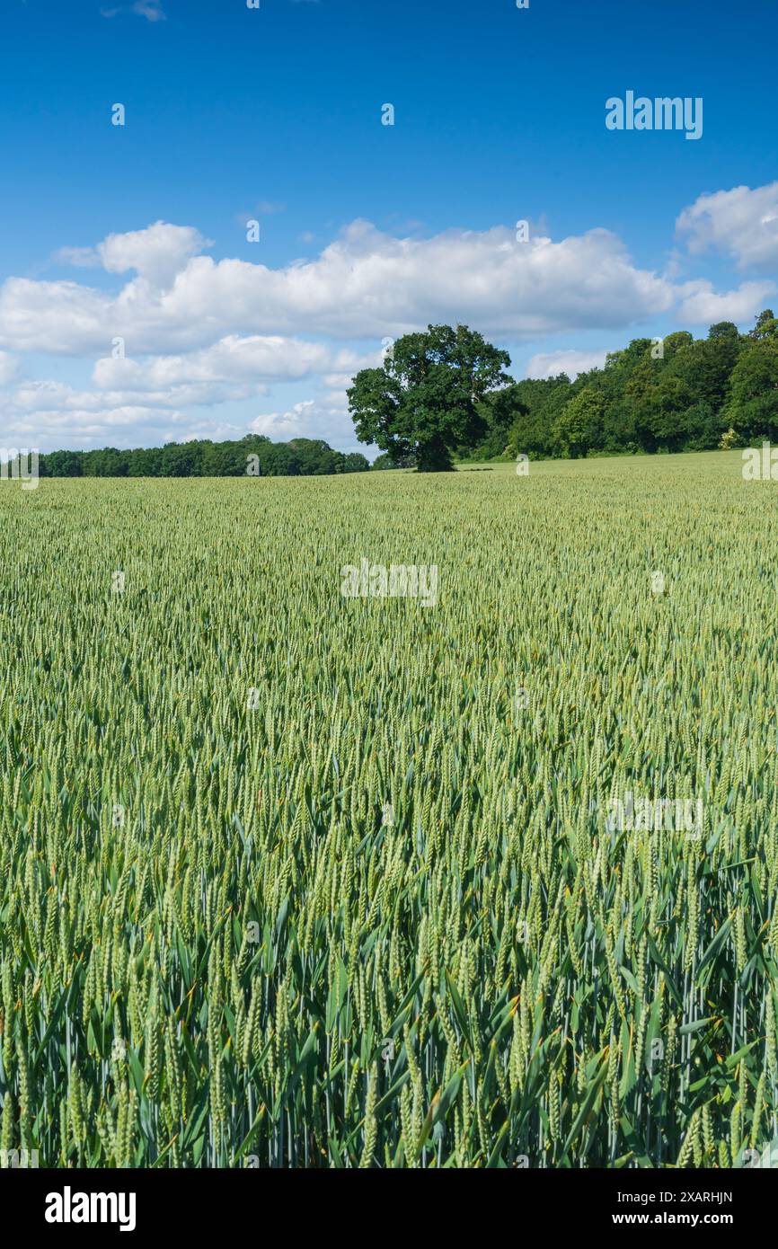 Giovane grano verde in un campo in una splendida giornata primaverile, con vista sulla campagna inglese Foto Stock