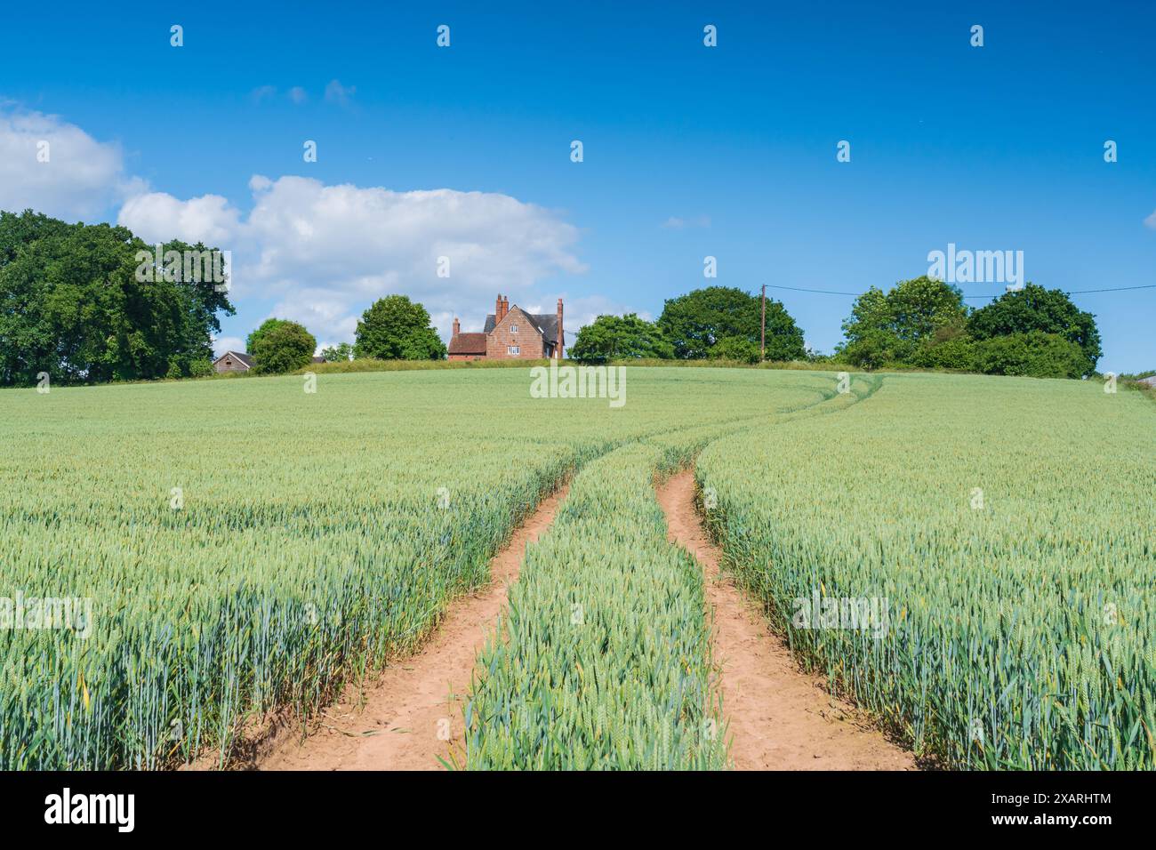 Grano verde che cresce in un campo con alberi e una fattoria in lontananza, campagna inglese in orientamento paesaggistico Foto Stock