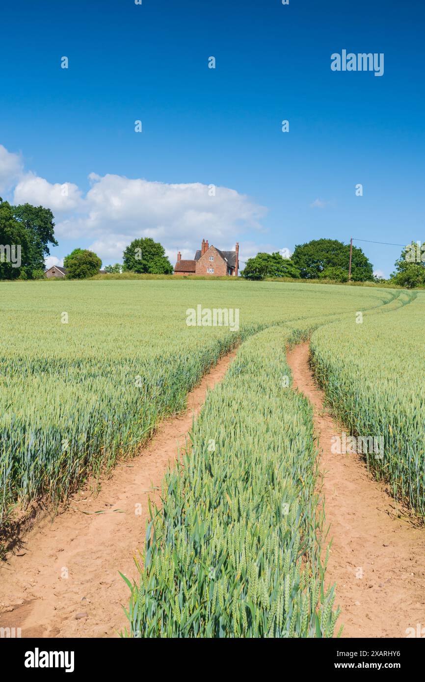 Grano verde che cresce in un campo con alberi e una fattoria in lontananza, campagna inglese con orientamento verticale Foto Stock