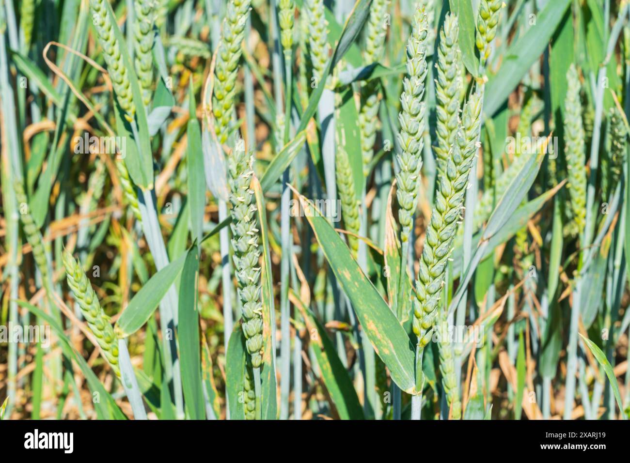 Vista ravvicinata della coltivazione del grano verde in un campo Foto Stock