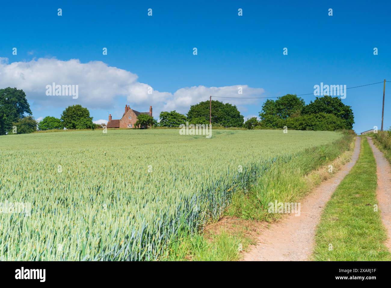 Grano verde che cresce in un campo con alberi e una fattoria in lontananza, campagna inglese in orientamento paesaggistico Foto Stock