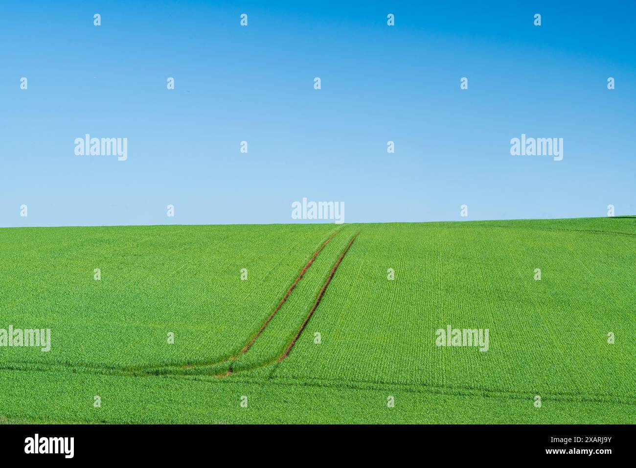 Campo verde e paesaggio rurale dal cielo azzurro minimale, vista sulla campagna inglese Foto Stock