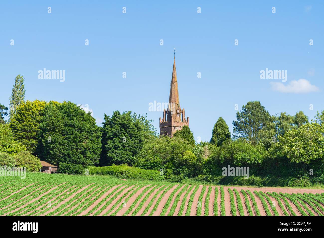 Linee di colture di patate in un campo con una chiesa e alberi sullo sfondo, campagna inglese Foto Stock