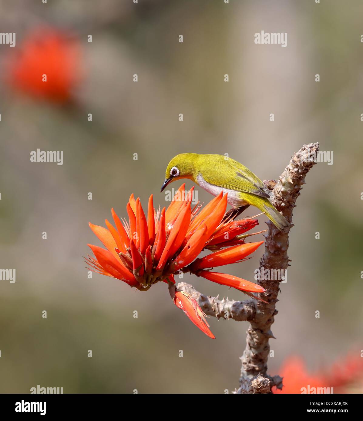 L'occhio bianco indiano, precedentemente chiamato occhio bianco orientale, è un piccolo uccello passerino della famiglia degli occhi bianchi. È un allevatore residente in un bosco aperto sul Foto Stock