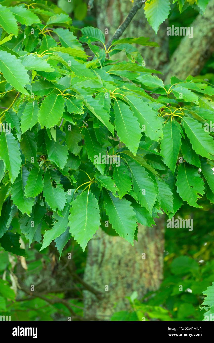 Foglie di rovere di castagno, West Hartford Reservoirs, West Hartford, Connecticut Foto Stock