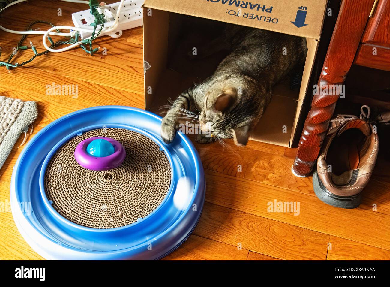 Gattino che gioca con il giocattolo Foto Stock