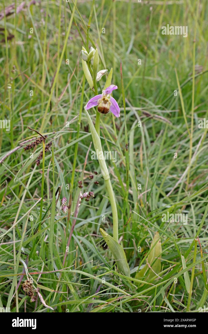 Bee Orchid bicolor nel Cotswolds Gloucestershire Regno Unito Foto Stock