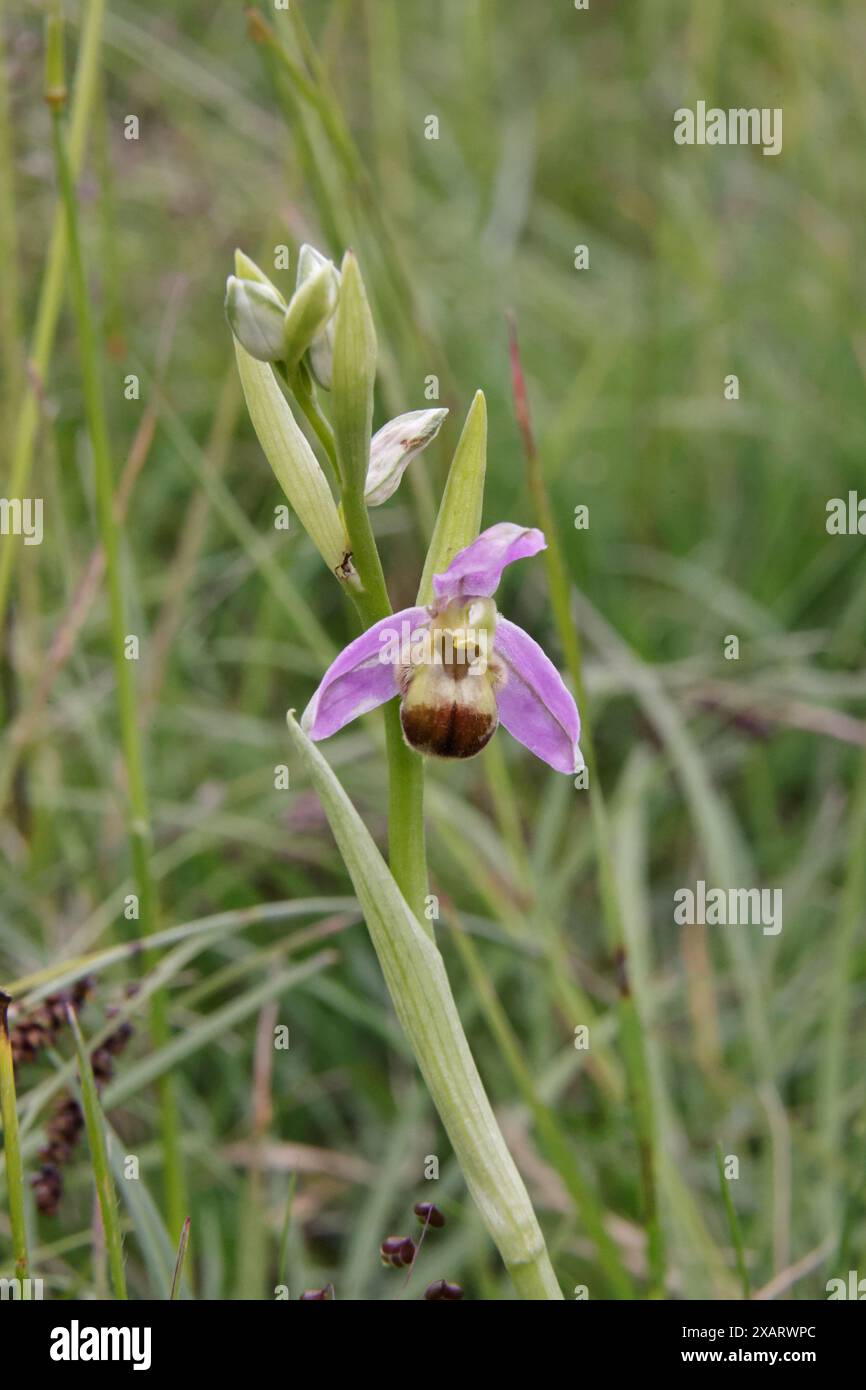 Bee Orchid bicolor nel Cotswolds Gloucestershire Regno Unito Foto Stock