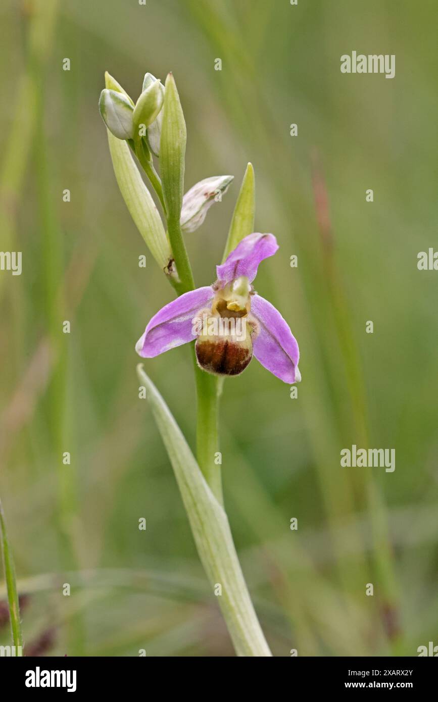 Bee Orchid bicolor nel Cotswolds Gloucestershire Regno Unito Foto Stock
