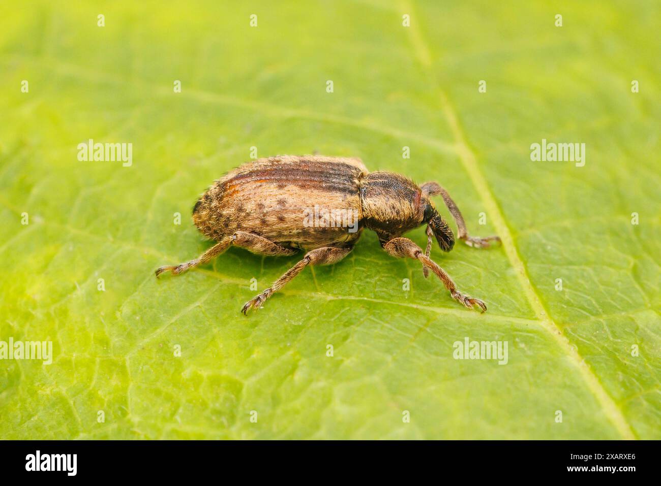 Alfalfa Weevil (Hypera postica) Foto Stock