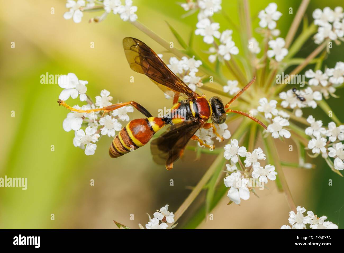 Sand Wasp (Saygorytes sp.) Foto Stock