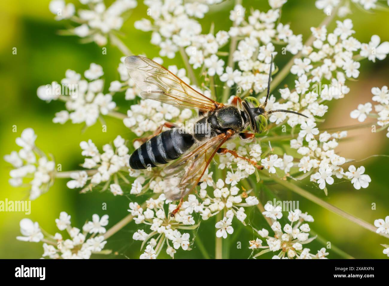 Vespa amante della sabbia (tachite distinctus) Foto Stock