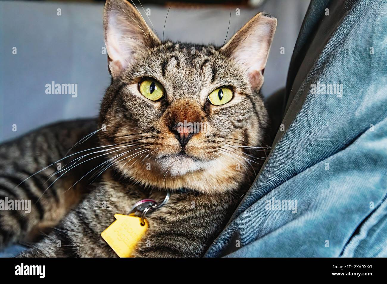 Primo piano del gatto della casa Foto Stock