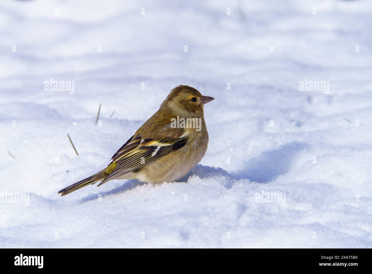 Fringilla coelebs famiglia Fringillidae genere Fringilla comune foto di uccelli selvatici, fotografia, carta da parati Foto Stock