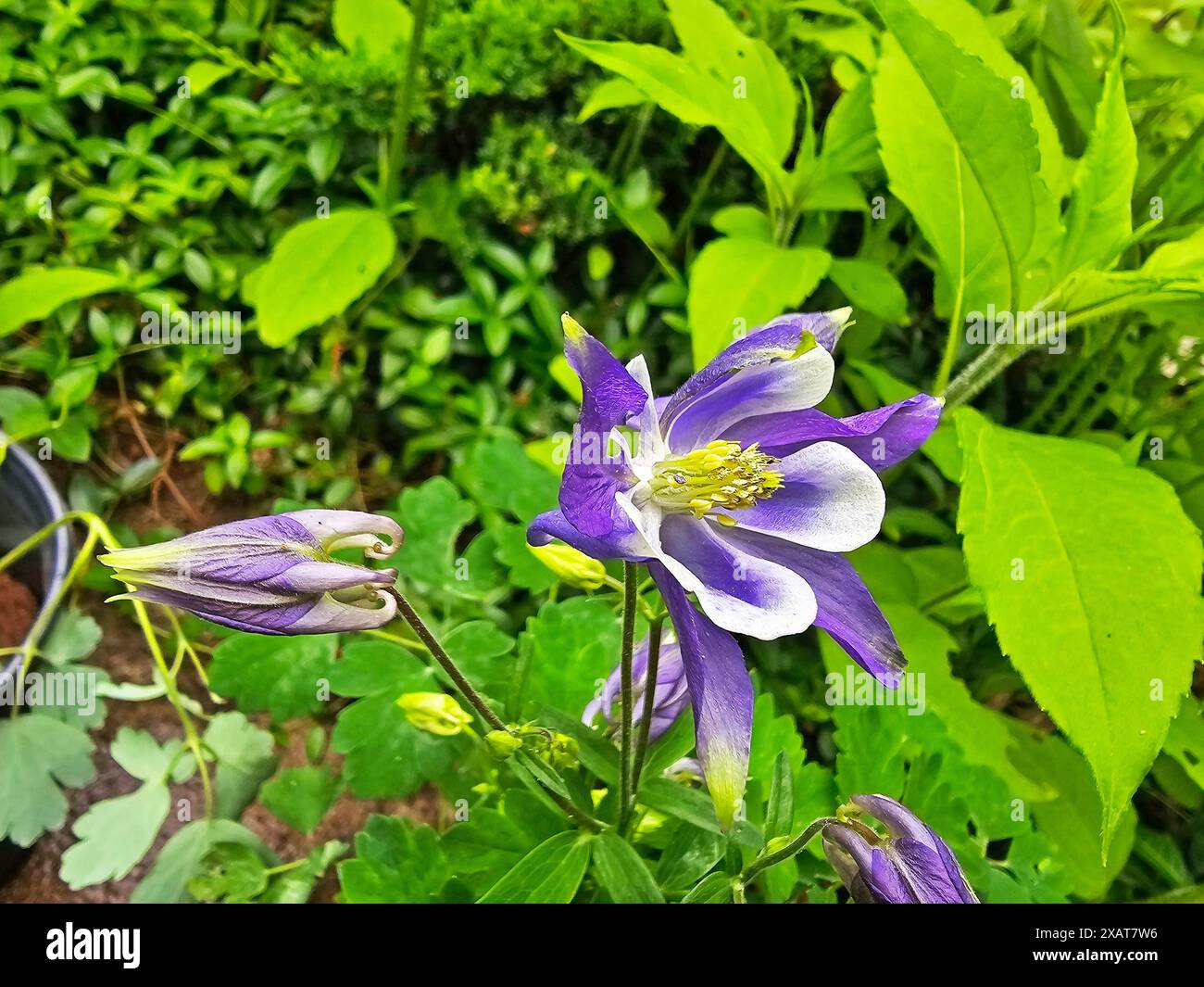 Il fiore di columbine viola e bianco fiorisce su uno sfondo sfocato di foglie e steli verdi -03 Foto Stock