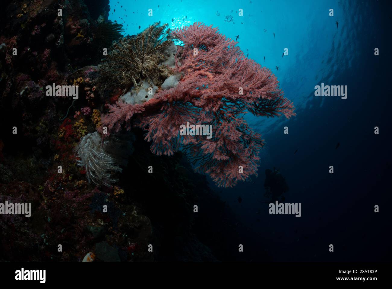 Reefscape - Bunaken Island Foto Stock