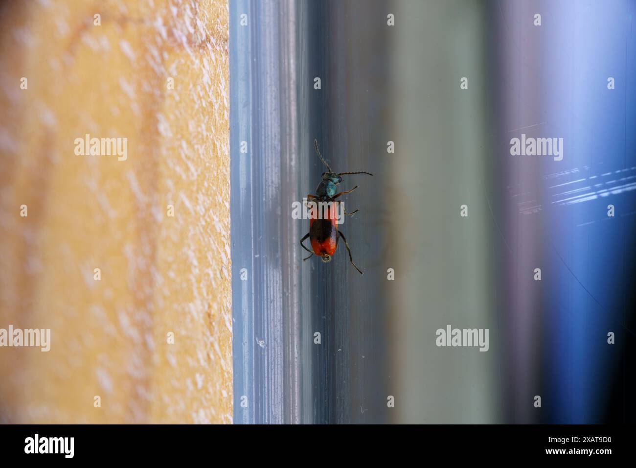 Anthocomus equestris Family Melyridae genere Anthocomus Eurasian Red-and-black Melyrid beetle natura selvaggia insetti fotografia, foto, sfondo Foto Stock