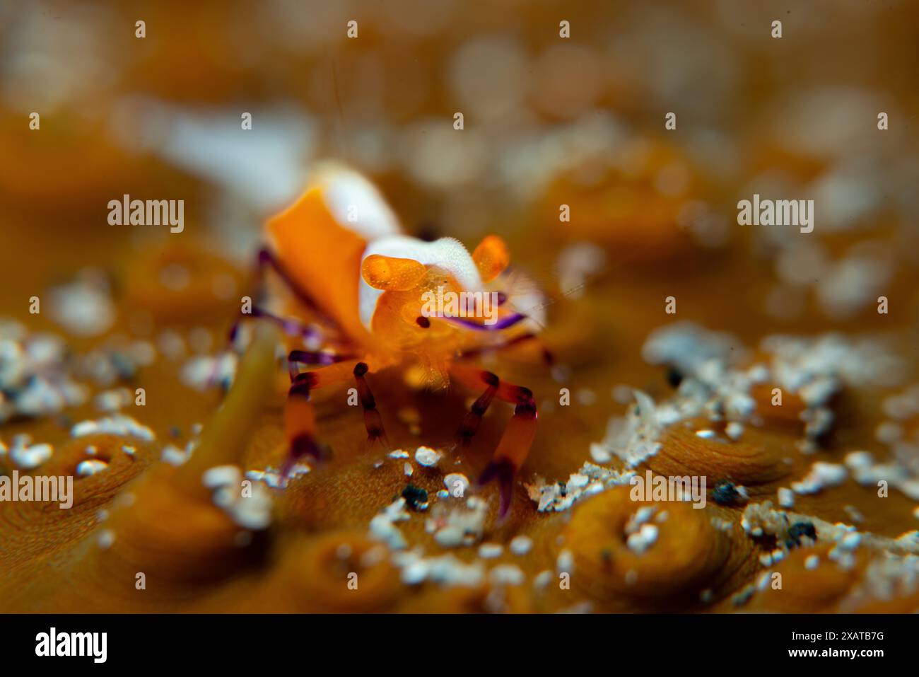 Muck Diving - Macro Life Foto Stock