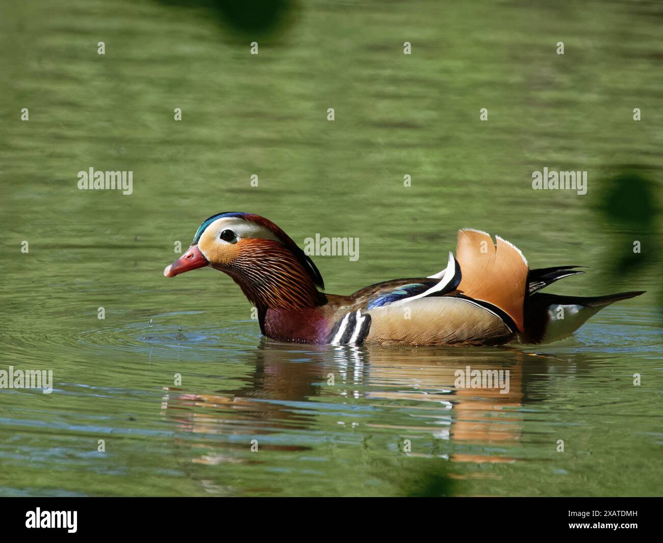 Anatra al mandarino (Aix galericulata) mosche da caccia al drago che danzano sulla superficie di uno stagno boschivo in una calda giornata primaverile, Forest of Dean, Glos, Regno Unito, maggio. Foto Stock