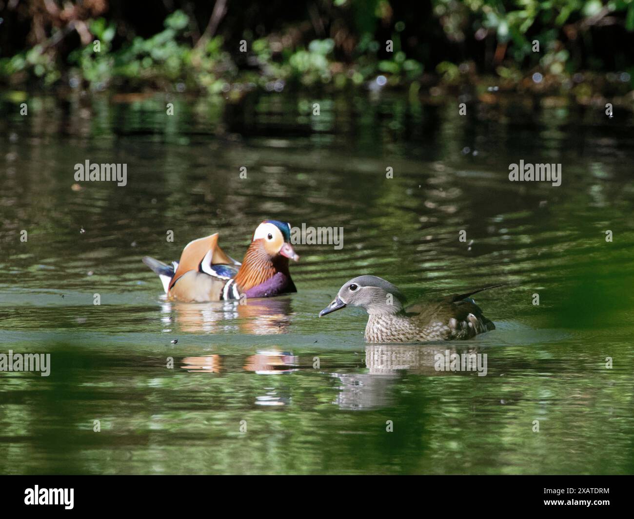 Anatra mandarina (Aix galericulata) coppia di mosche da caccia che si accoppiano sulla superficie di uno stagno boschivo in una calda giornata primaverile, Forest of Dean, Gloucestershire, Regno Unito Foto Stock