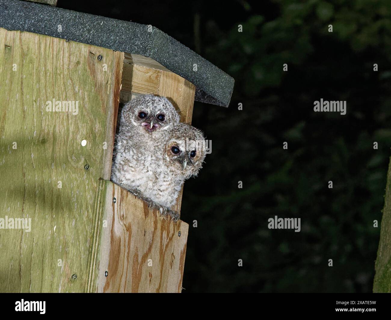 Tawny owl (Strix aluco) pulcini seduti all'ingresso di un nido, in attesa che il cibo venga consegnato dai loro genitori, Wiltshire Garden, Regno Unito, maggio. Foto Stock