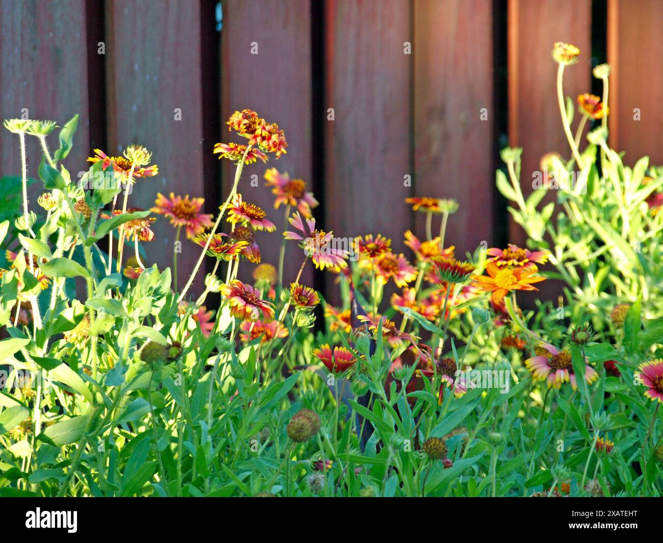 Fiori di coperta indiana che crescono lungo una recinzione rossa. Foto Stock