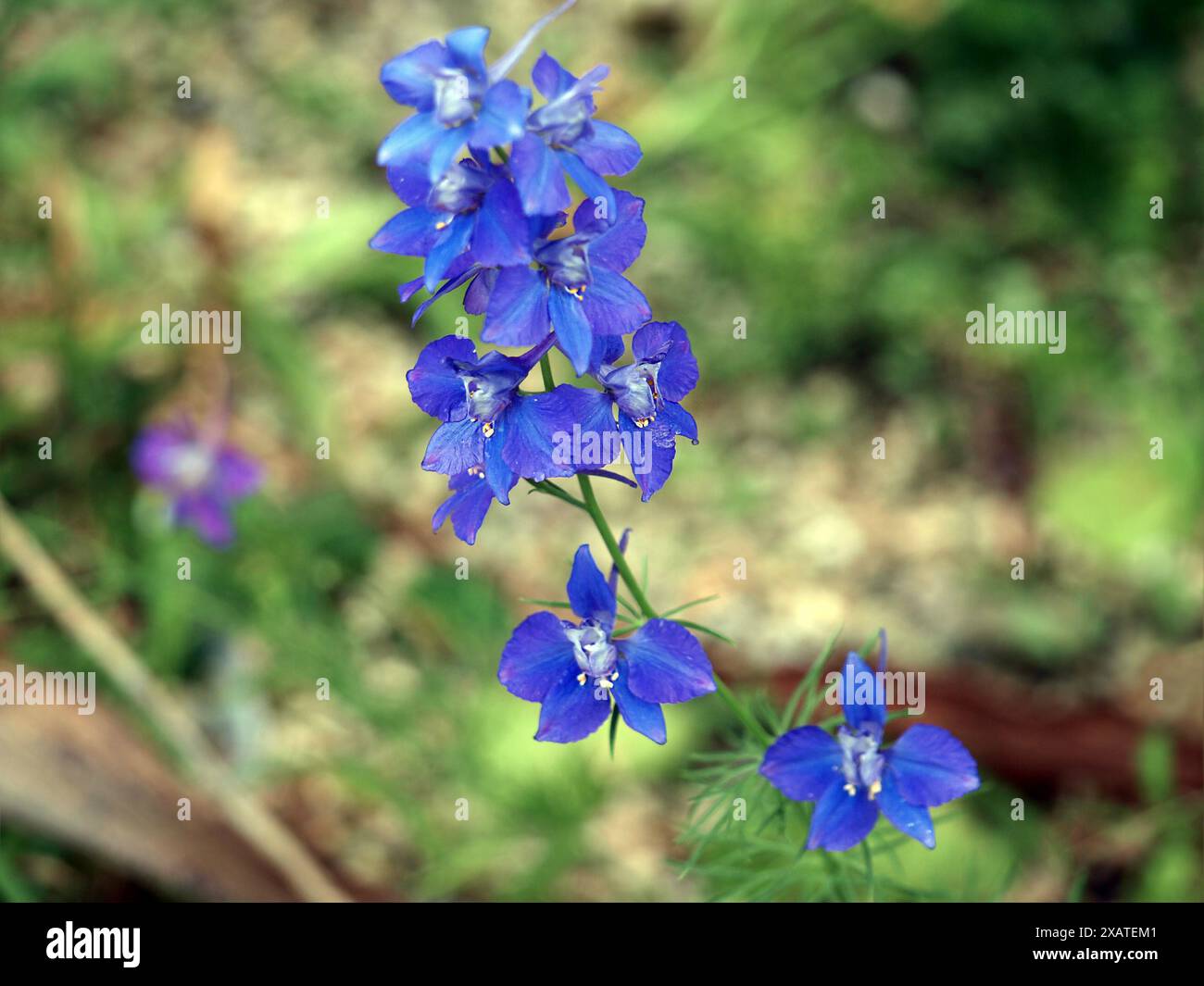 I fiori blu del larkspur siberiano, le notti d'estate o il Delphinium grandiflorum. Foto Stock