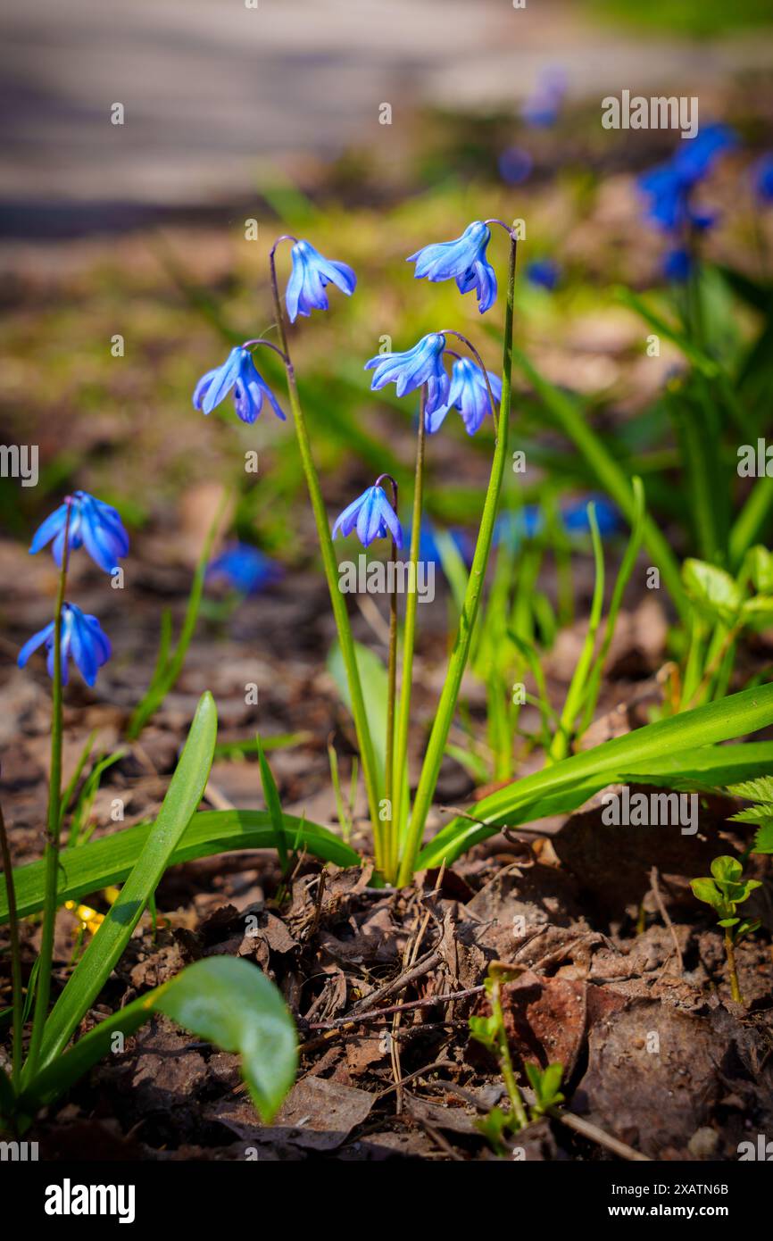 Fiori blu. Foto di alta qualità Foto Stock