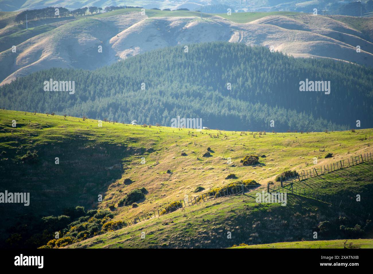 Pascoli nella regione di Wellington - nuova Zelanda Foto Stock