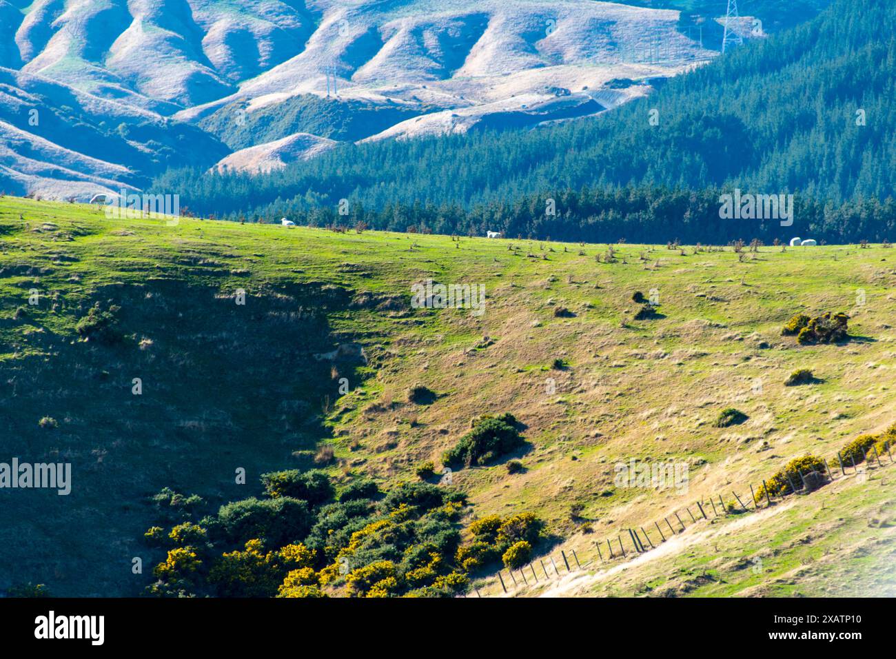 Pascoli nella regione di Wellington - nuova Zelanda Foto Stock