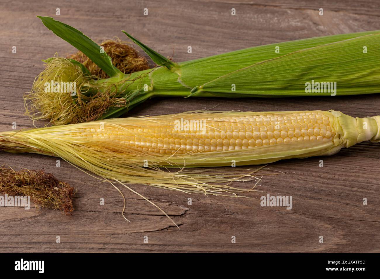 Orecchio di mais in fase di crescita blister. Concetto di riempimento granella, coltivazione del mais, agricoltura. Foto Stock