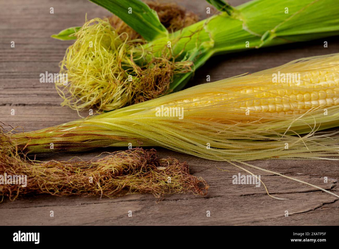 Orecchio di mais in fase di crescita blister. Concetto di riempimento granella, coltivazione del mais, agricoltura. Foto Stock