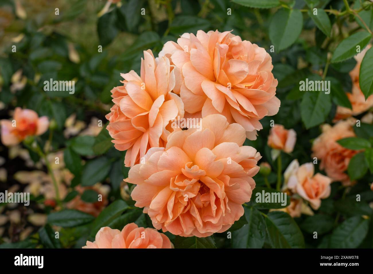 Finalmente fiori di rosa che crescono nel giardino. Stati Uniti. Foto Stock