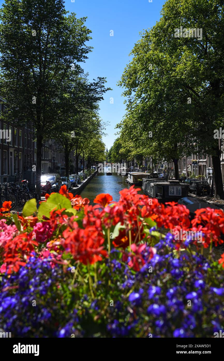 Fiori vivaci lungo gli affascinanti canali di Amsterdam - Paesi Bassi Foto Stock