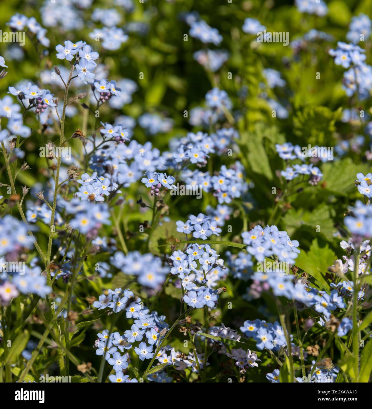 bellissimi piccoli fiori blu in primo piano, fiori per decorare il sito in primavera Foto Stock