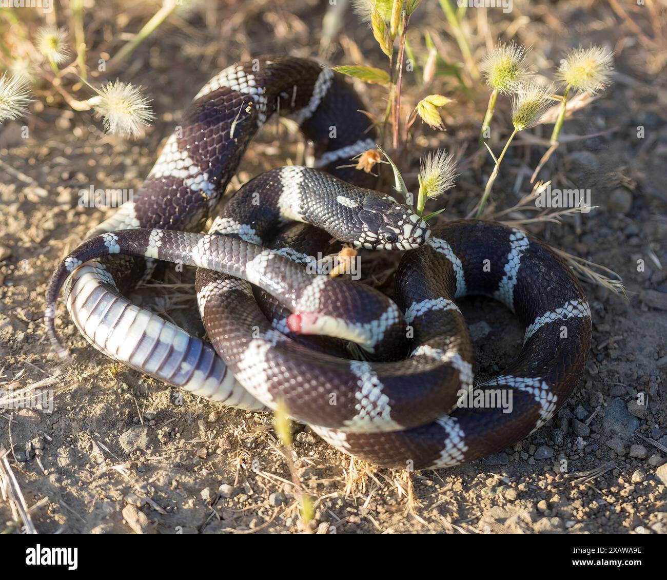 California Kingsnake adulto in posa difensiva con bocca aperta e coda battente. Stevens Creek County Park, Santa Clara County, California, Stati Uniti. Foto Stock