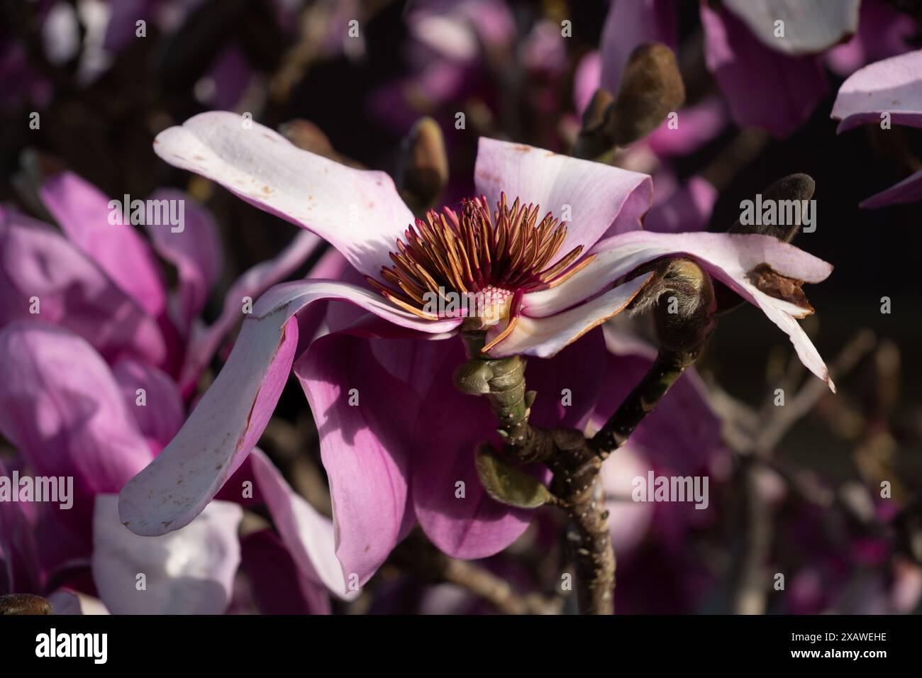 Fiore magnolia rosa magenta in fiore. All'interno del fiore si può vedere. Albero in fiore invernale che è popolare come caratteristica sui prati frontali. Foto Stock