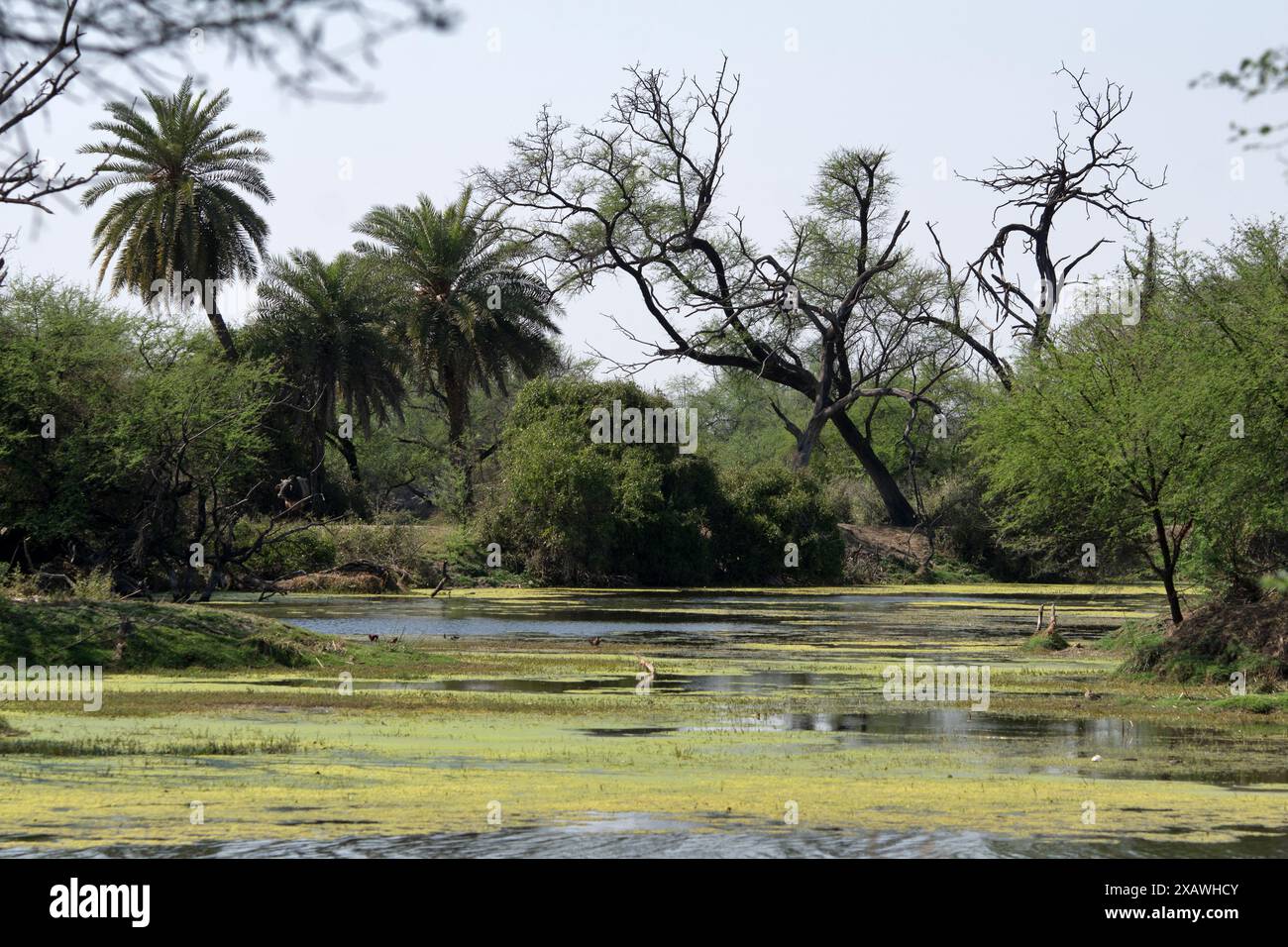 Bharatpur, India: Parco nazionale di Keoladeo. Il Bharatpur Bird Sanctuary è un santuario di uccelli e fauna selvatica famoso in tutto il mondo Foto Stock
