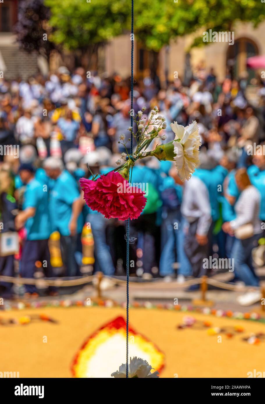 Due rose rosse e bianche appese verticalmente da una corda blu per la celebrazione del corpus floreale de la Garriga e sullo sfondo un gr Foto Stock