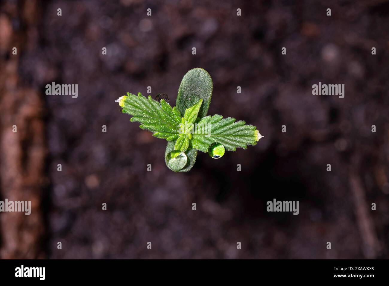 Ziehen von Cannabis für den nicht-gewerblichen Zweck im privaten Haushalt und in Anbauvereinen. Im Bild Die Makro-Aufnahme eines Cannabis-Gewächshaus, in einem Mini-Sprösslings mit Hilfe einer speziellen Tageslichtlampe gezogen. DAS Cannabis-Gesetz Cang wurde AM 23. Febbraio 2024 im Deutschen Bundestag beschlossen und am 22. März 2024 vom Bundesrat bestätigt. Bonn Nordrhein-Westfalen Deutschland *** la coltivazione di cannabis per scopi non commerciali nelle famiglie private e nei club di coltivazione nella foto il macro shot di un germoglio di cannabis, coltivato in una mini serra con l'aiuto di un dayligh speciale Foto Stock