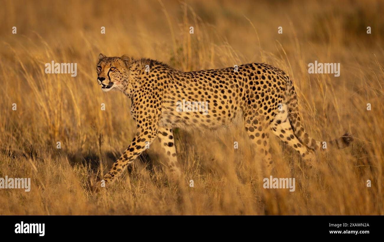 Cheetah maschio che cammina attraverso l'erba all'alba Foto Stock