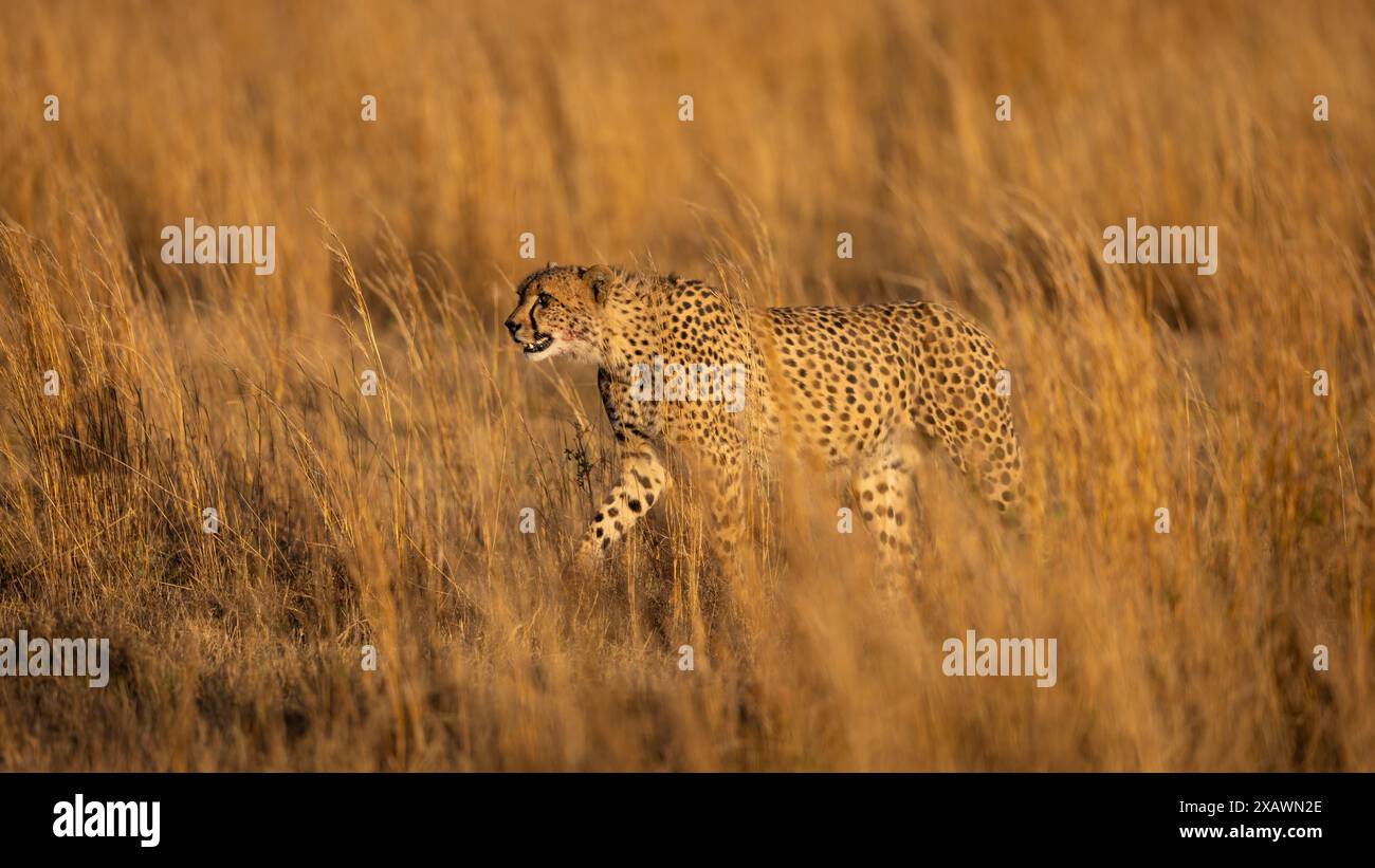 Cheetah maschio che cammina attraverso l'erba all'alba Foto Stock