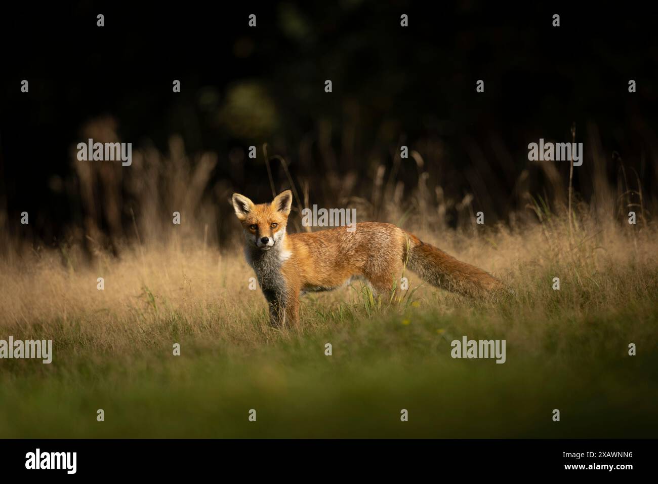 Volpe rossa nell'erba lunga Foto Stock