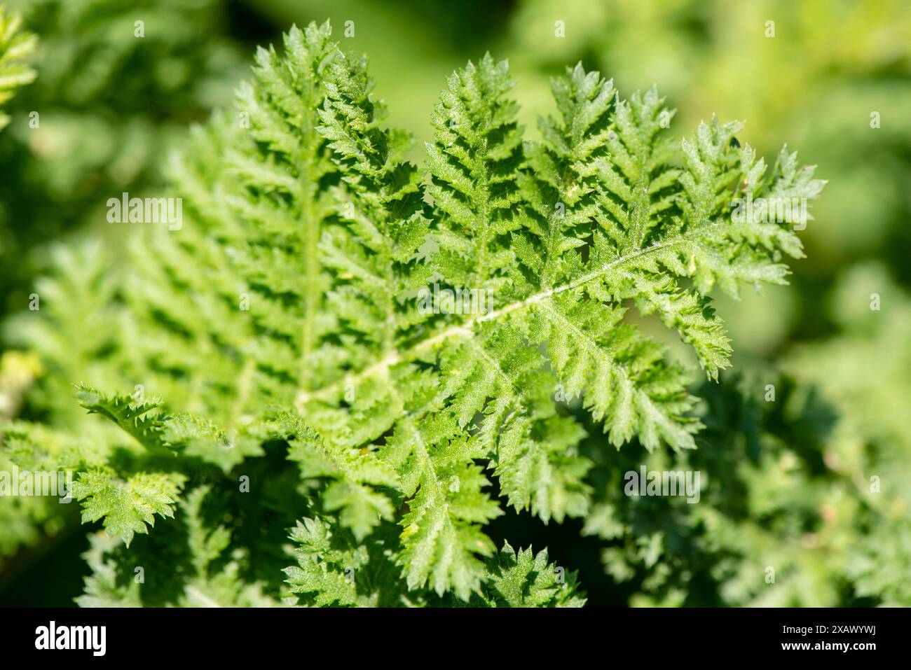 Krauser Rainfarn als Heilpflanze Krauser Rainfarn als Heilpflanze für Naturmedizin und Pflanzenheilkunde *** Curly tansy come pianta medicinale Curly ta Foto Stock