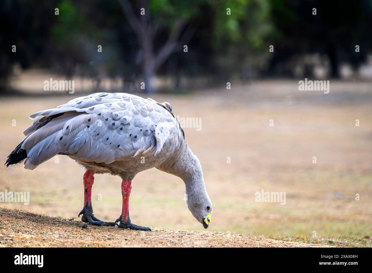 Oca di Capo Barren (Cereopsis novaehollandiae) che pascolano su erba Maria Island, Tasmania Foto Stock