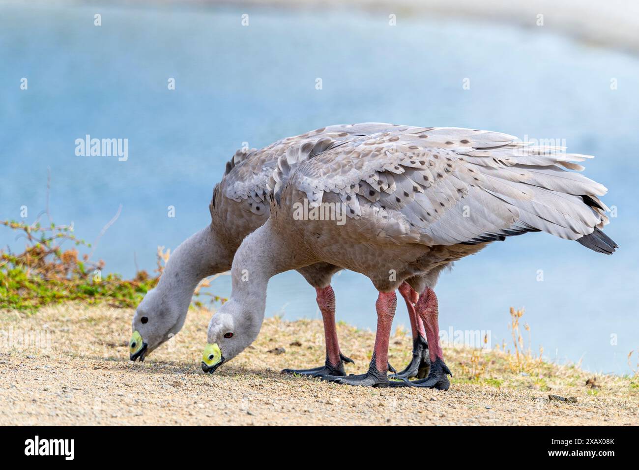 Oche di Capo Barren (Cereopsis novaehollandiae) che pascolano su erba con spiaggia sullo sfondo, Maria Island, Tasmania Foto Stock