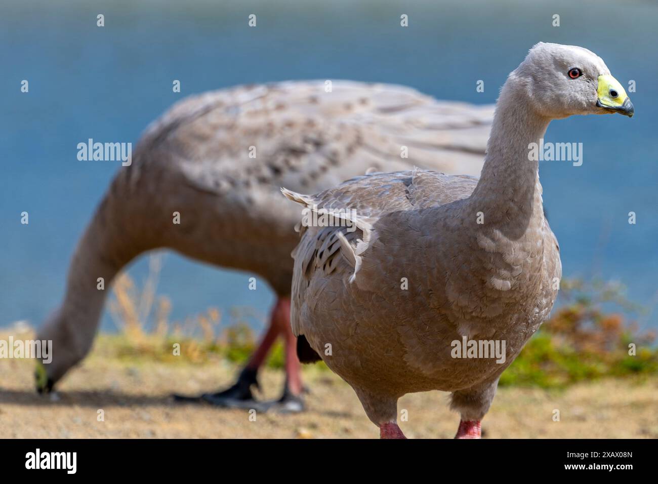 Oche di Capo Barren (Cereopsis novaehollandiae) che pascolano su erba con spiaggia sullo sfondo, Maria Island, Tasmania Foto Stock