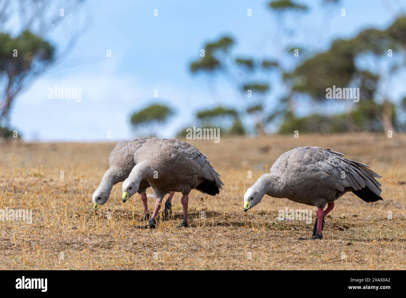 Tre oche di Capo Barren (Cereopsis novaehollandiae) che pascolano sull'erba Maria Island, Tasmania Foto Stock