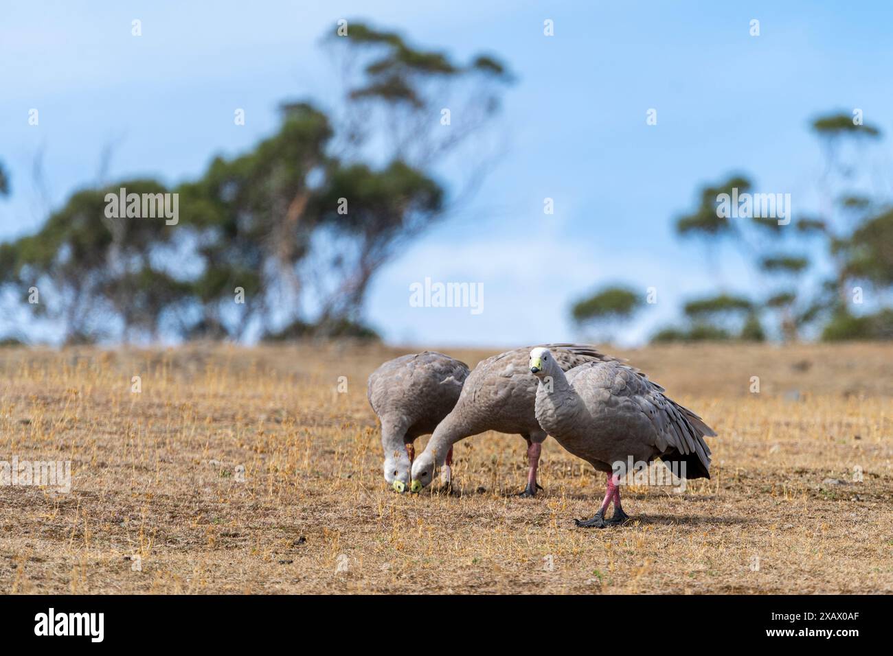 Tre oche di Capo Barren (Cereopsis novaehollandiae) che pascolano sull'erba Maria Island, Tasmania Foto Stock